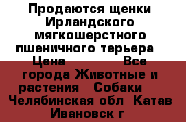 Продаются щенки Ирландского мягкошерстного пшеничного терьера › Цена ­ 30 000 - Все города Животные и растения » Собаки   . Челябинская обл.,Катав-Ивановск г.